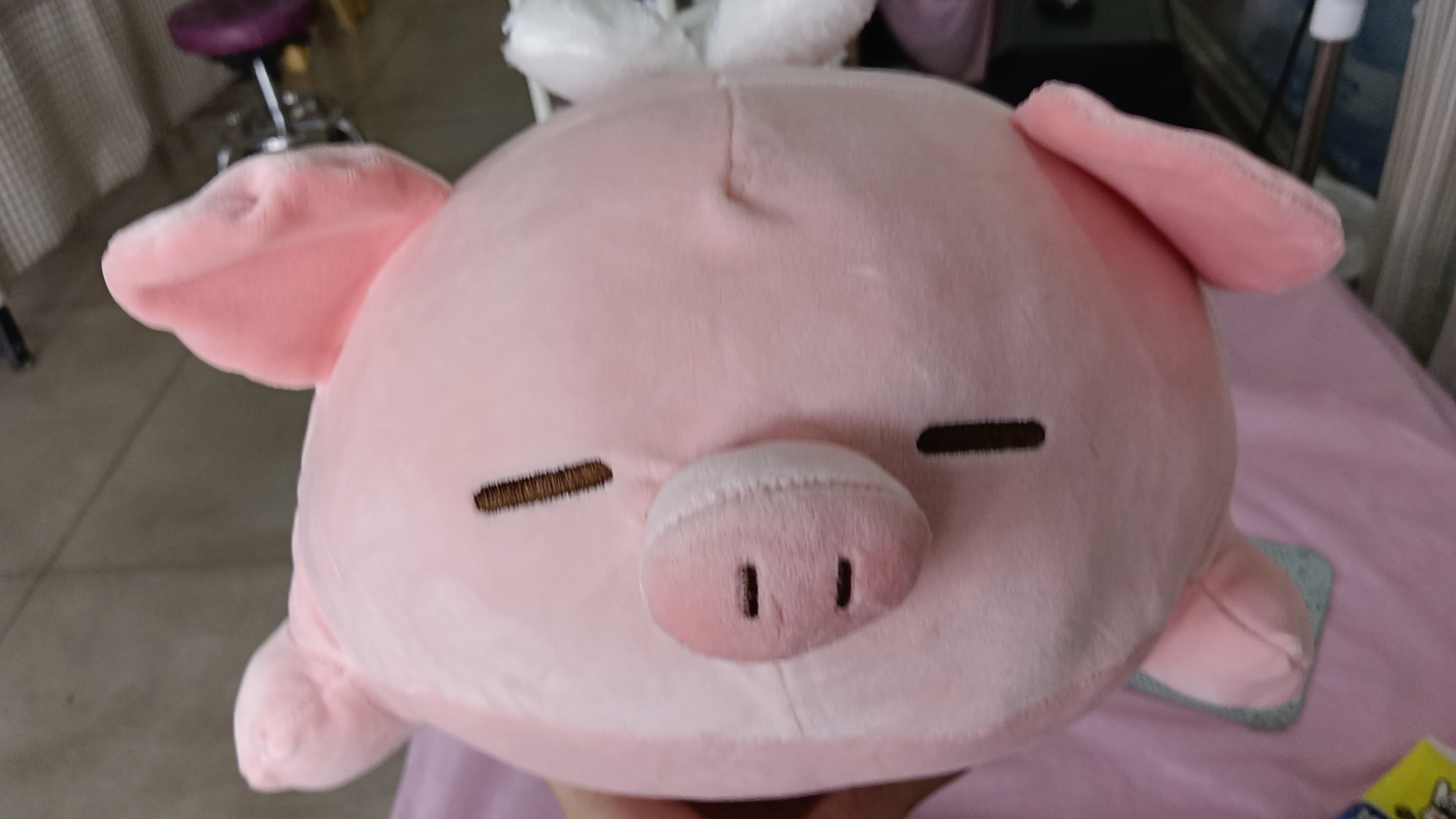 小猪 
