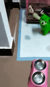 这是什么品种？