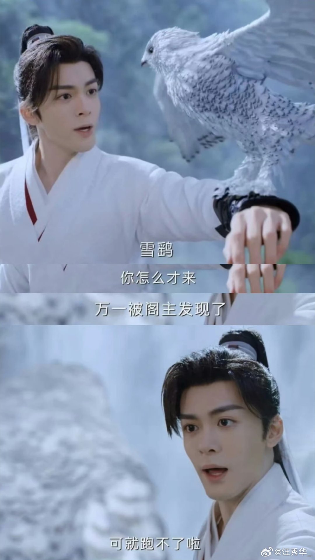 #曾舜晞的鸟是从哈利波特世界来的吗#不过，不可否认的是，曾舜晞和雪鹞的互动确实让