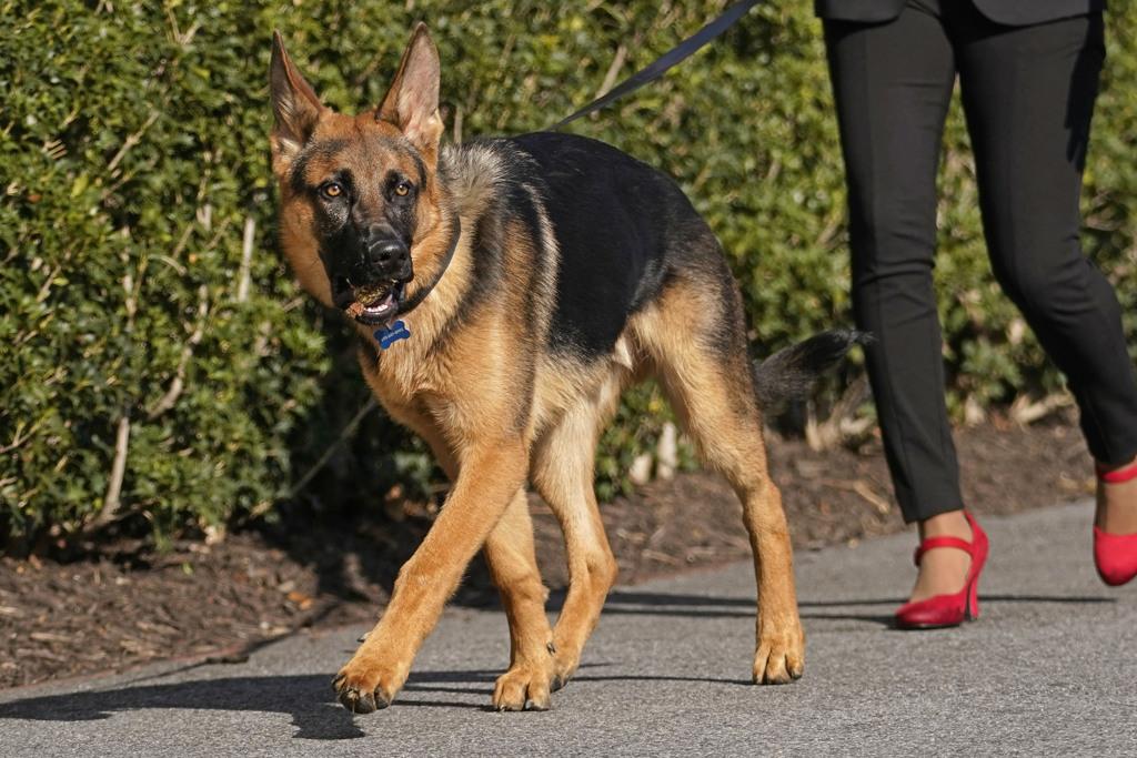 美国第一犬「司令」（Commander）又闯祸，隶属拜登家族的这只汪星人张口咬了