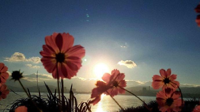 洱海边的格桑花，把夏天的温柔都开在了风里～ 
