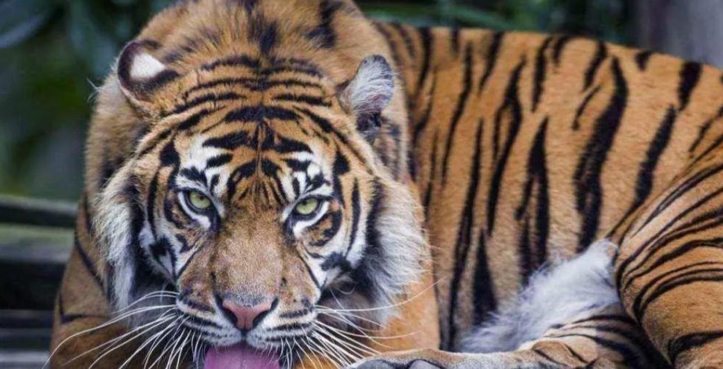 1998年西伯利亚的雪刚化透，阿莎拖着伤愈的后腿走进熟悉的森林，老洞穴前的雪地上