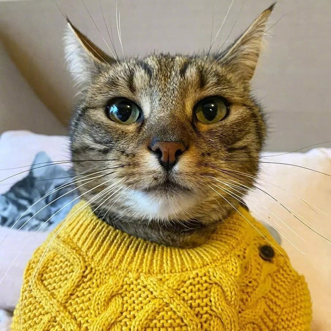 明明是只敦厚老实的猫，p一下嘴角就显得精明猥琐了，看，表情管理很重要吧！
