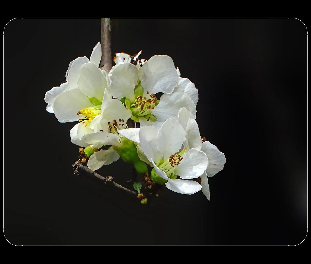 《绿萼白花海棠》
这种海棠花，也叫木瓜。木瓜有好几种，不知道是哪一种木瓜。开白花