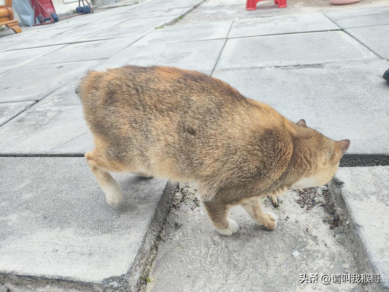 天南地北大拜年这只流浪猫是幸运的，怀着宝宝被工地的好多工友照顾着。