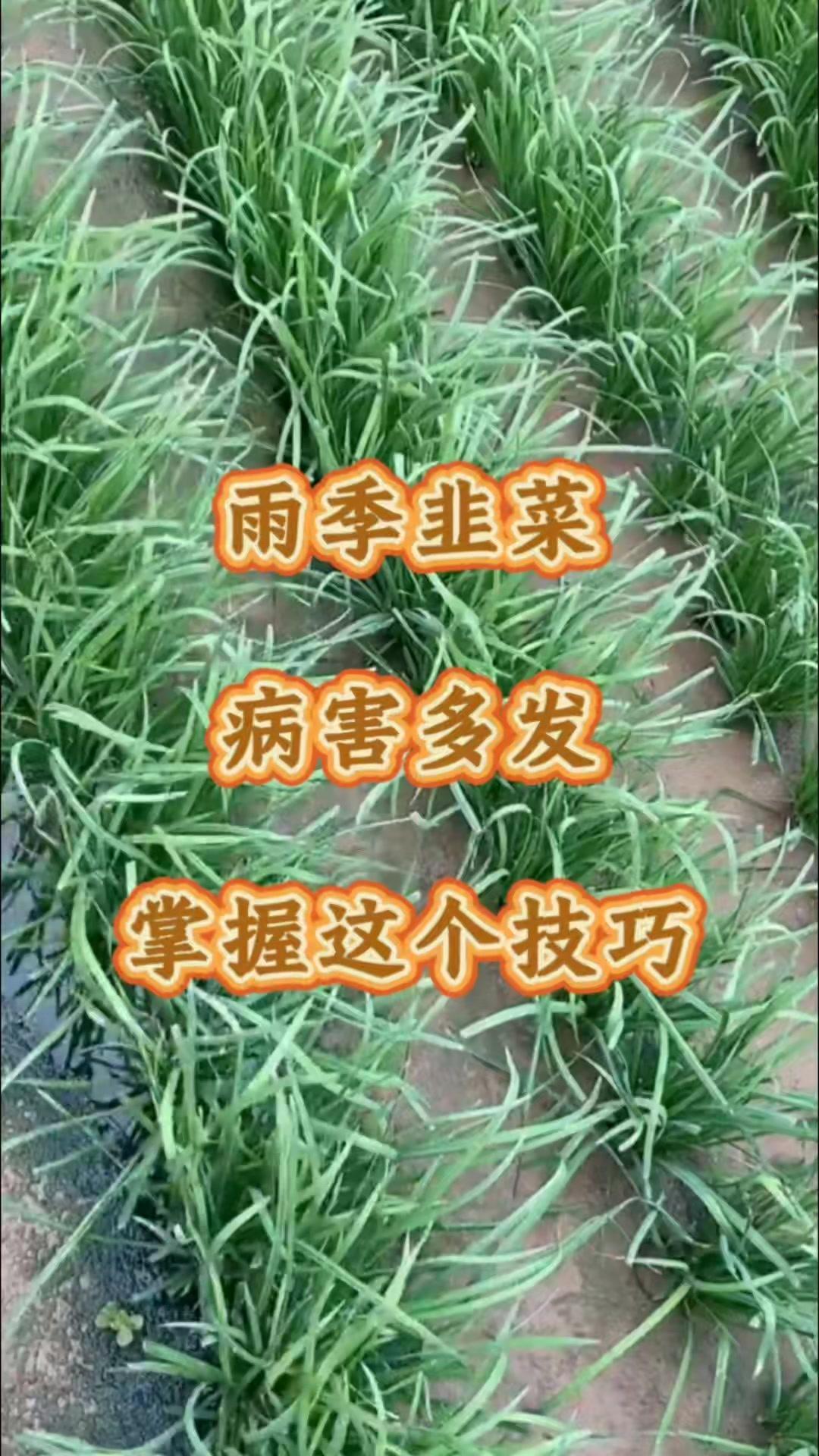 雨天韭菜总生病？掌握这招防死苗烂棵！💧雨季韭菜病害高发？别慌！雨后湿度大、雨水