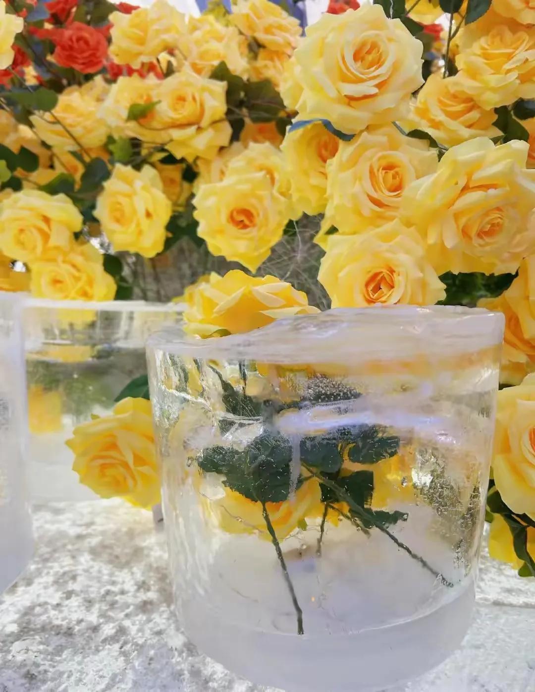 哈尔滨的冰封黄玫瑰，
真的是太好看啦！