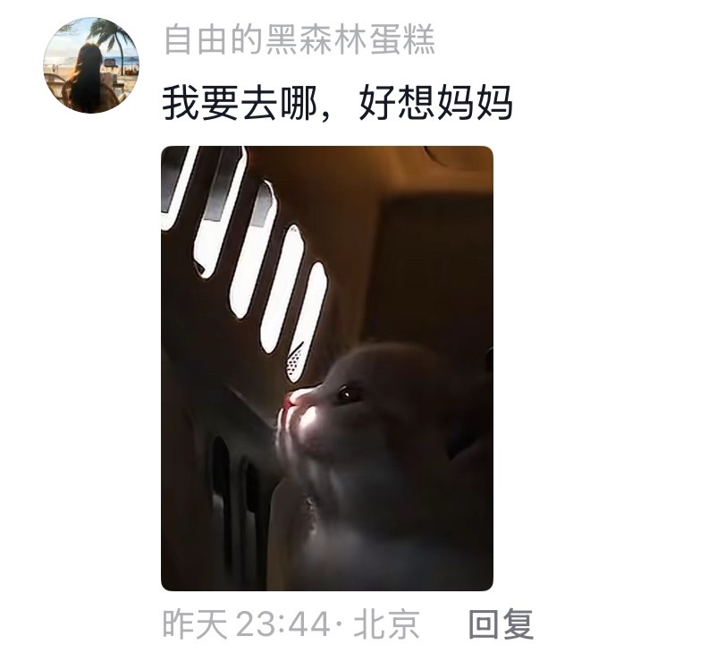 我真的受不了了，在面对小猫小狗的时候我感觉自己是全天下最感性的人，看这条评论都能