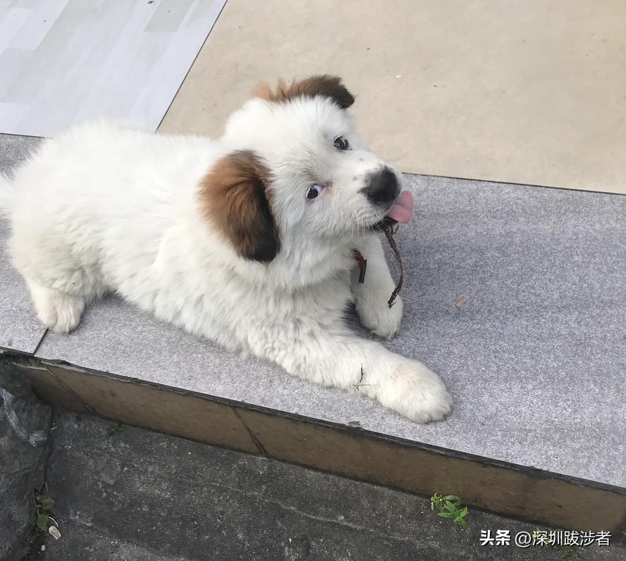 我以前不知道土狗有灵性，只到有个朋友，讲述他曾经遇到一个红衣女人，发生一次事后令