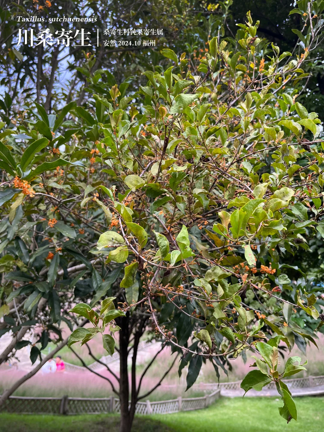 福州植物打标469｜川桑寄生