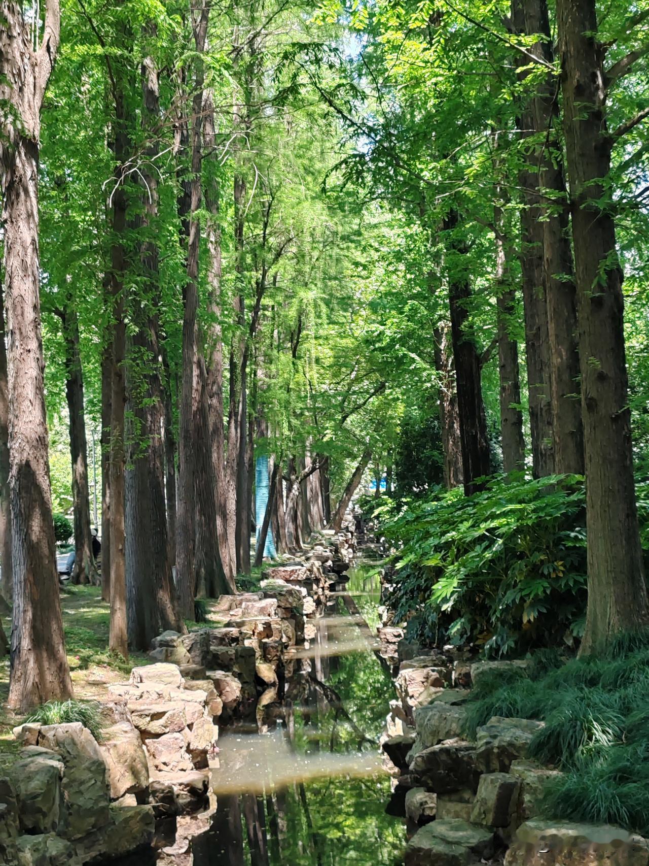 我在小溪边漫步，享受自然风光！（手机拍摄：武汉和平公园的美景，原创作品）🍎🇨