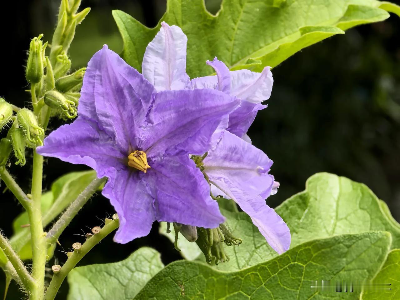 秋丛铺紫彩
星瓣耀金蕊

在秋日暖阳里，遇见大花茄——
植物界的“琉璃紫”与“明
