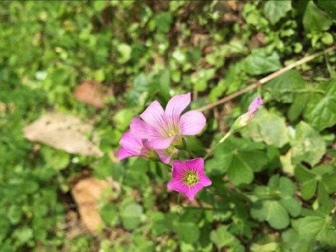 【身体扫除毒素六招】1清肺：多吃苹果，苹果皮中的果胶和抗氧化物能减轻肺部的炎症反