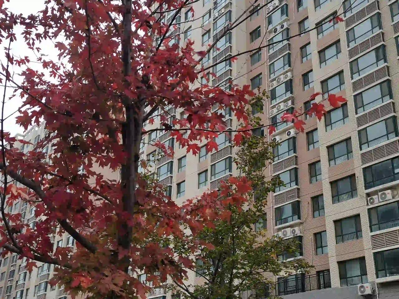 奥，原来这树叫鸡爪槭呀，我之前拍照片中的那棵树也不知到底是不是呢？[微笑]