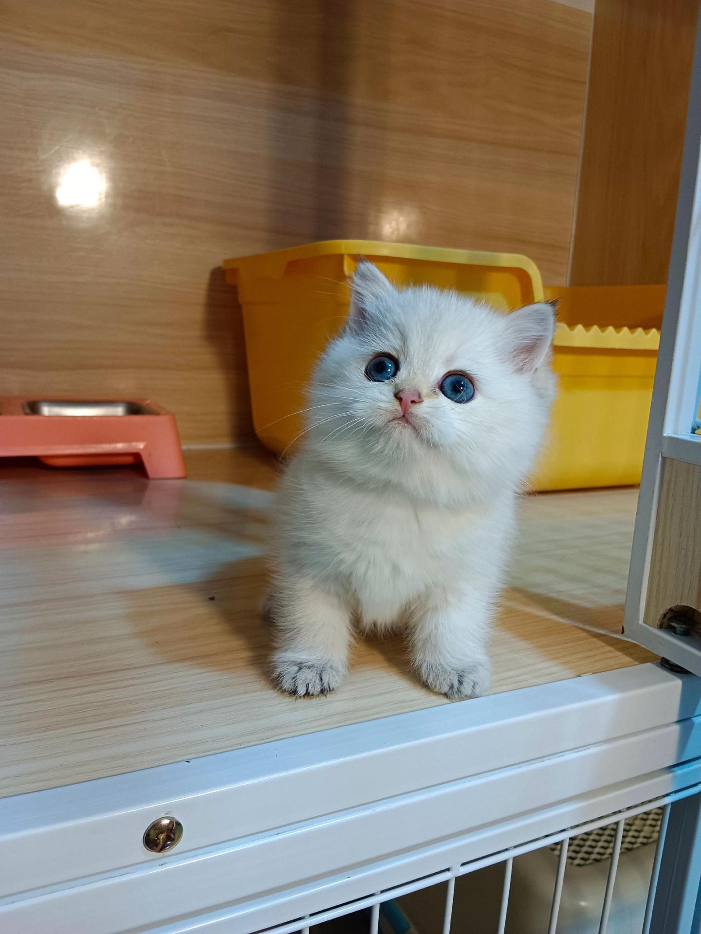 崽不玩逗猫棒的时候乖巧又温油，照片为证