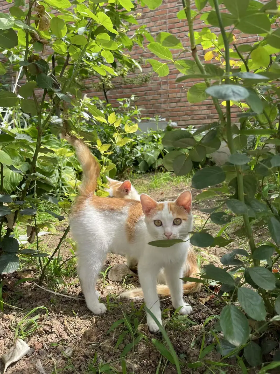 猫税什么鬼？