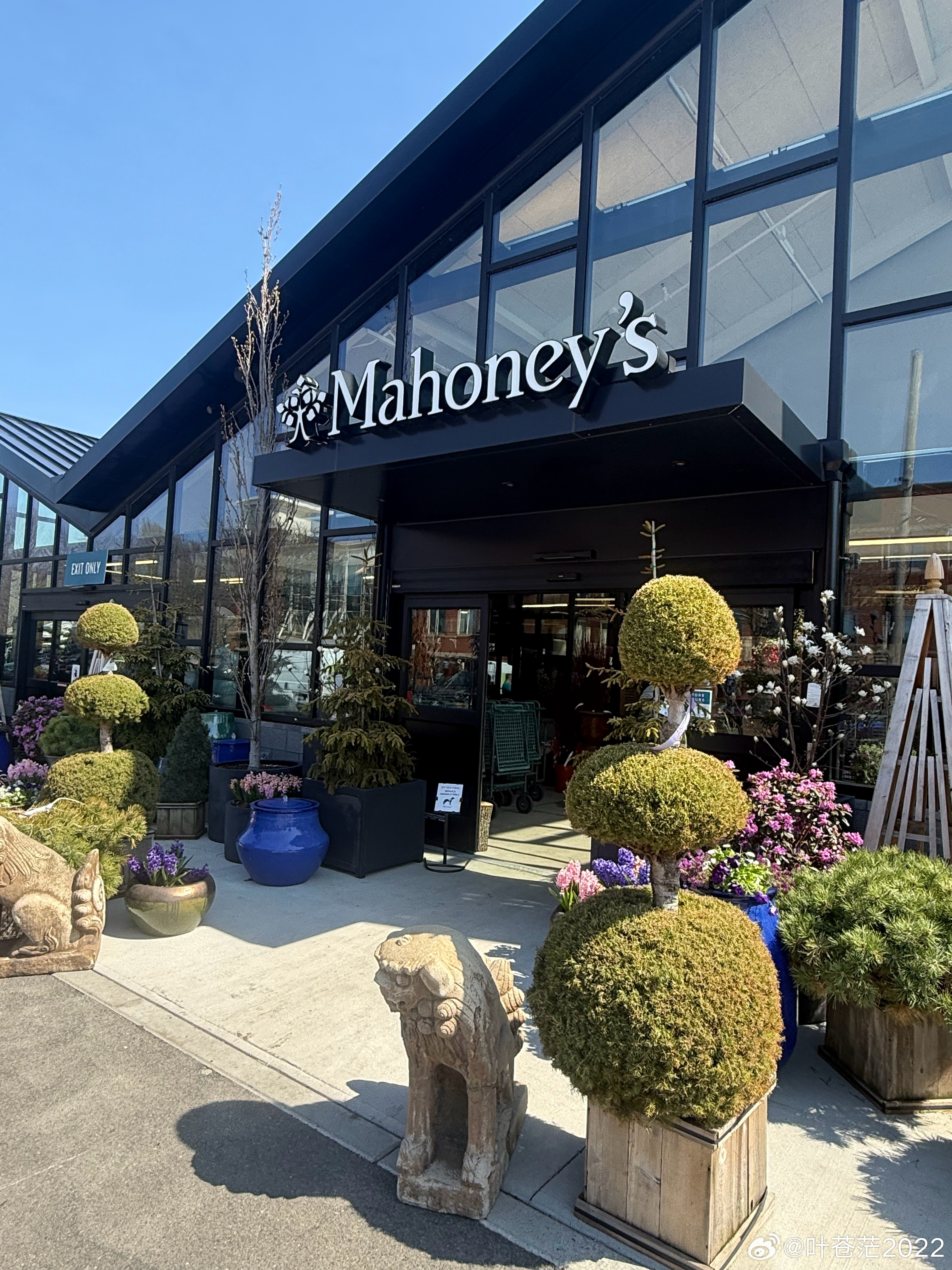 Mahoney’s 我最喜欢逛的园艺店，一盆 'Jakobsen' mugo 矮