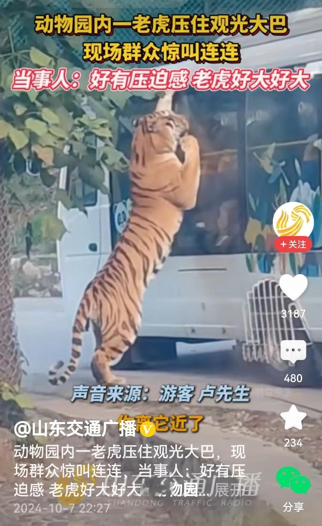 #动物园老虎压住观光大巴群众惊叫#
还真是呢，这大老虎两只前爪子搭在观光车上，目