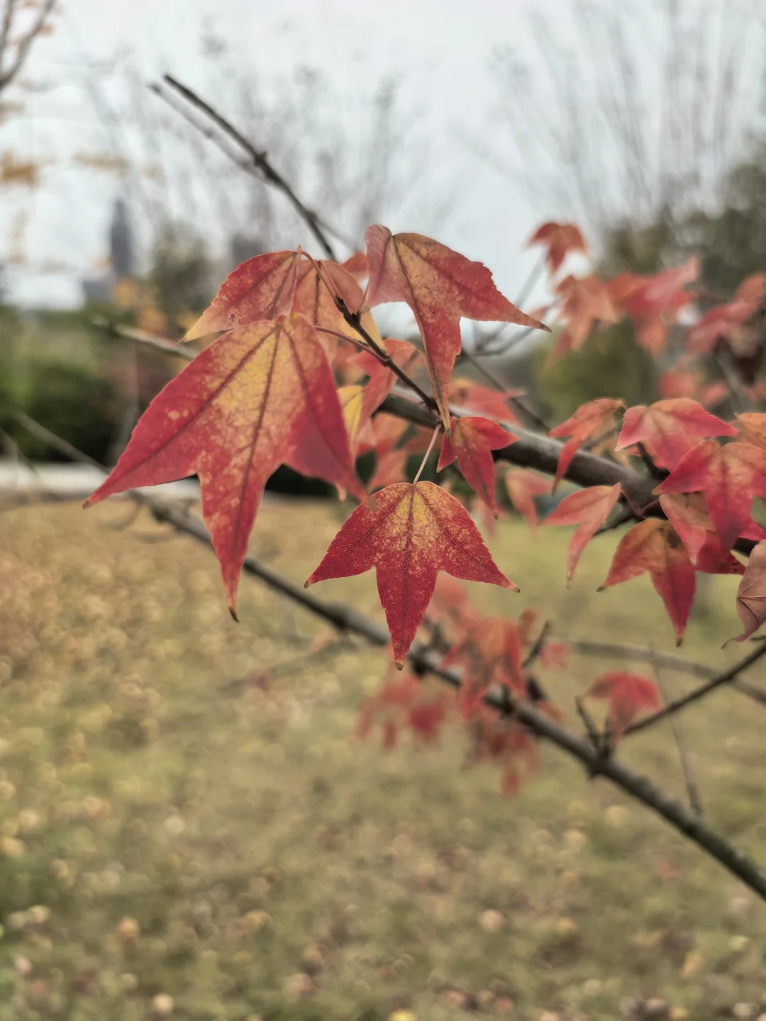 拍张照片试试机（mate70pro+）