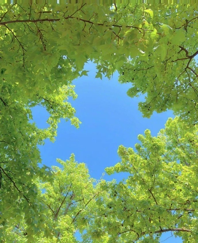 “ 喜欢抬头看树，感受初夏的天空 ...” ​​ ​​​