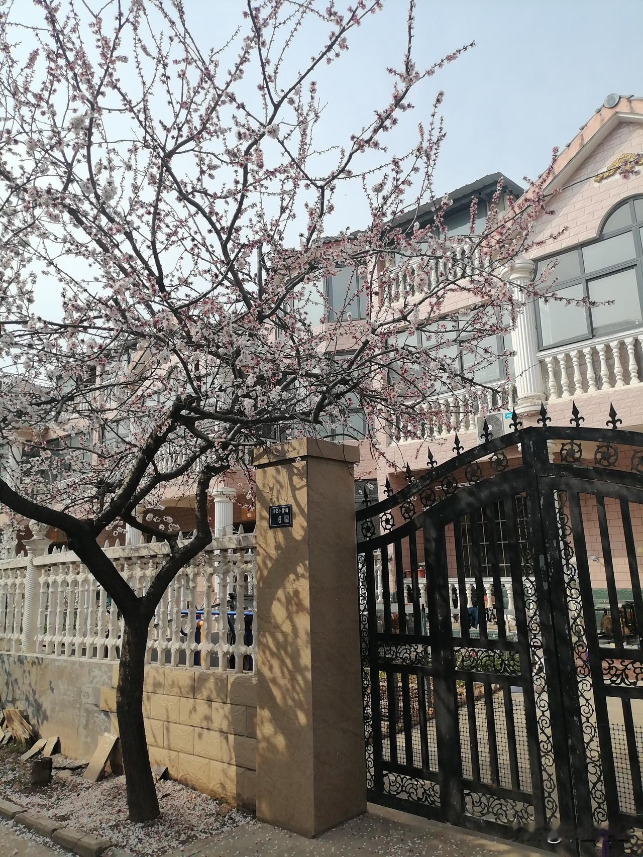 哇，别墅前樱花盛开的画面一定美不胜收！想象一下，粉粉嫩嫩的樱花如云朵般簇拥在别墅