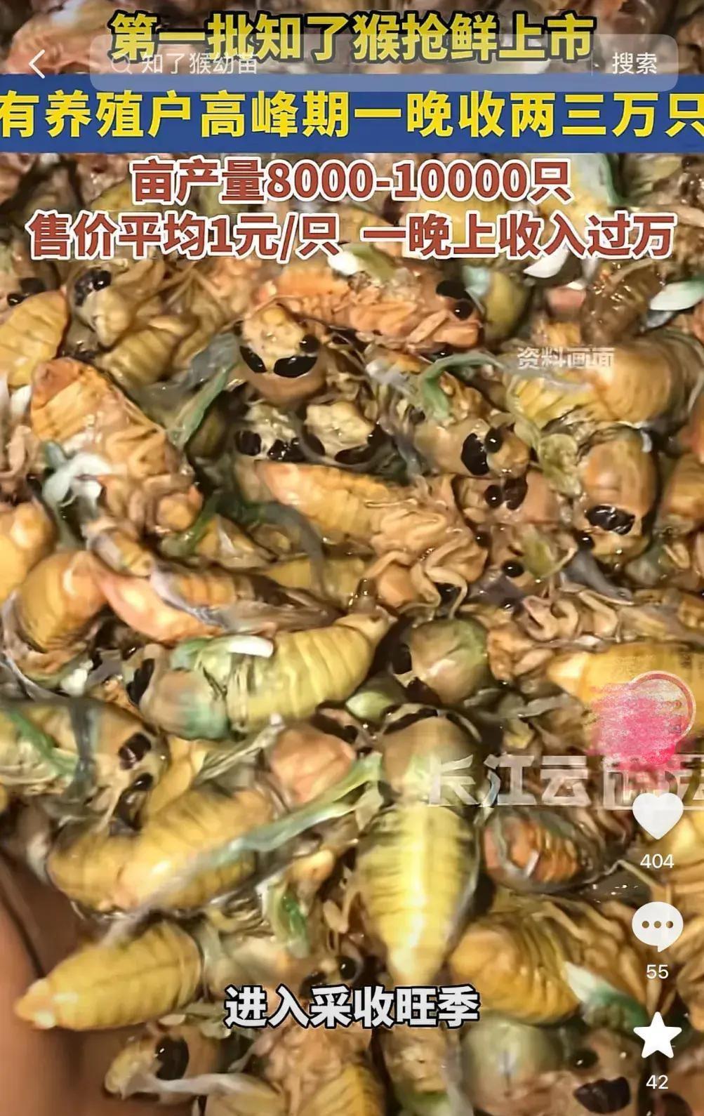 浙江夏夜，240元一斤的知了猴正上演一场硬核“淘金”戏码。男子半夜不睡觉，钻进树