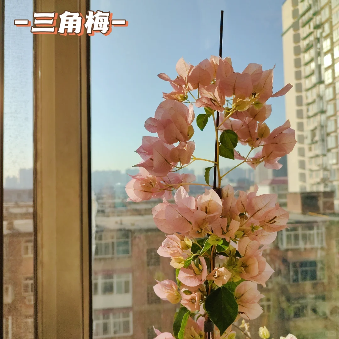 这几种花喜欢“吃醋”你知道吗？