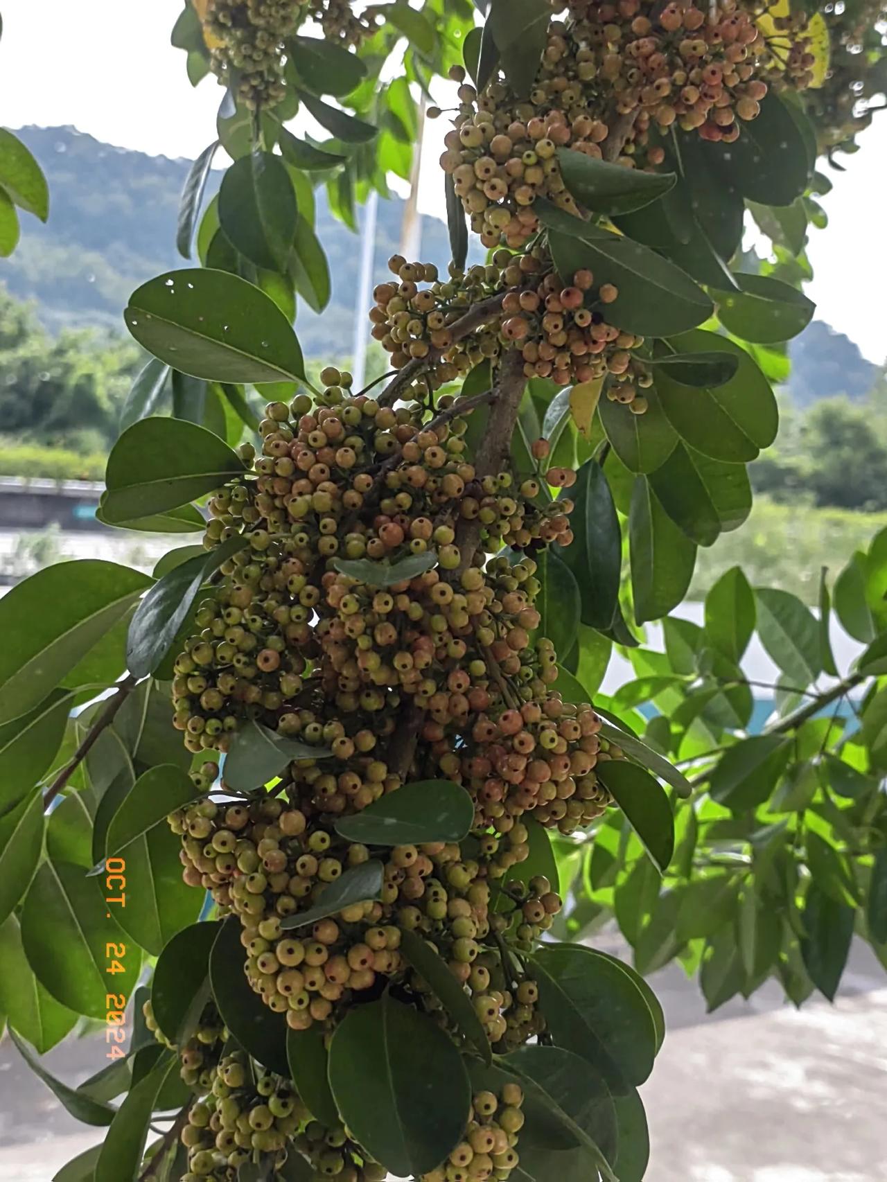 有谁认识这个是什么叫什么吗？
有人说叫万紫千红，
也有人说叫龙胆皮，
还有人说叫