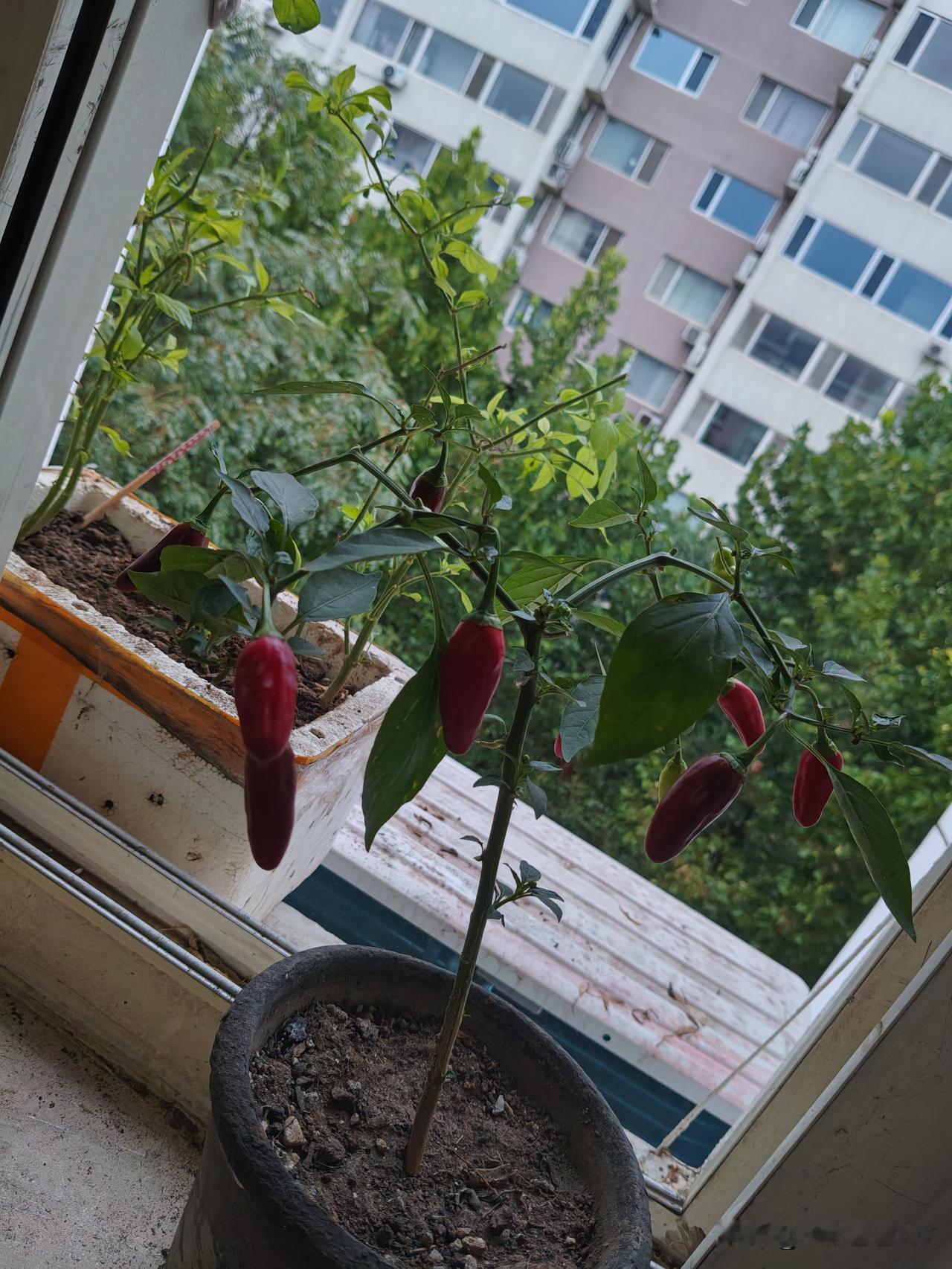 秋日生活打卡季秋天将要到来，河北保定下了大雨，栽种的一盆观赏辣椒也已经开始落叶了
