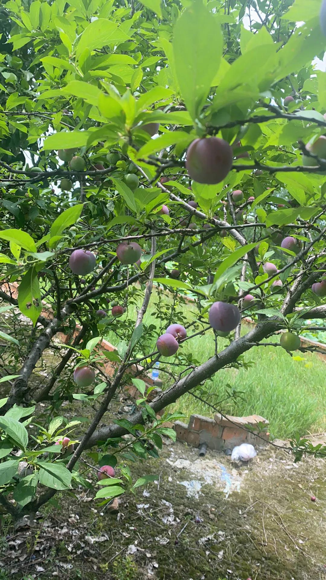 夏天到了，前几天的一个晴天，光照不刺眼，院子里挂满了红的透紫的李子，水面的荷花开