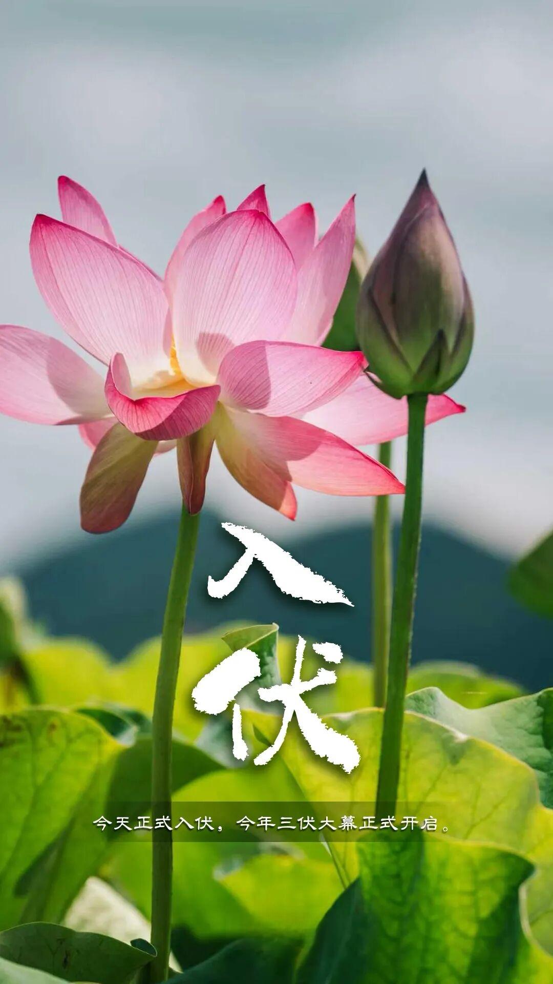 今日入伏！三伏大幕正式开启。
三伏分为初伏、中伏和末伏，是一年中气温最高、湿度最