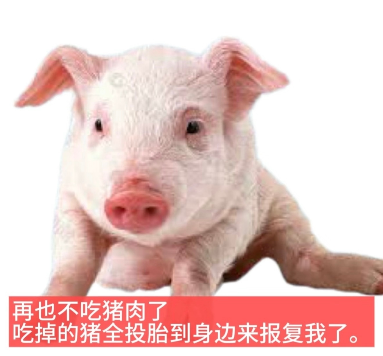世界上的猪精都进rh工作室报复我们一家人了