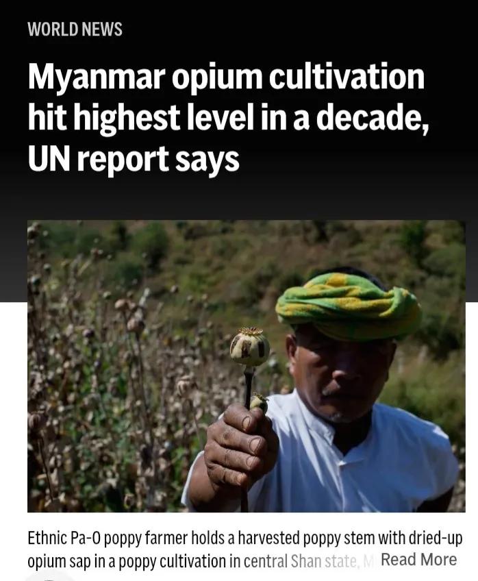 据美媒报道称，根据联合国的一项调查，缅甸鸦片罂粟种植今年飙升至十年来的最高水平，