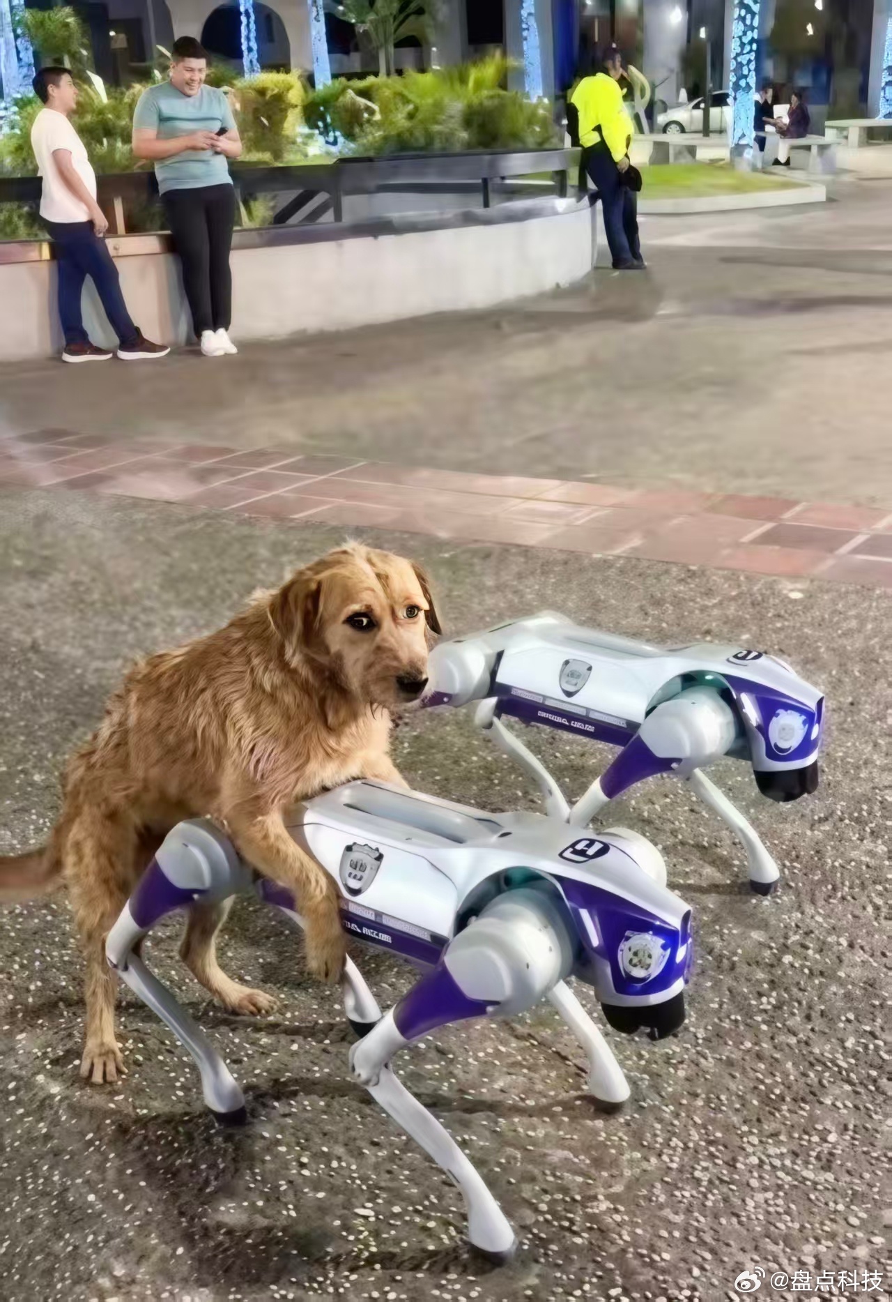 哈哈哈哈这个真的假的咋看着像是P的呢？机器狗身上已经散发不出来雌性荷尔蒙吧？