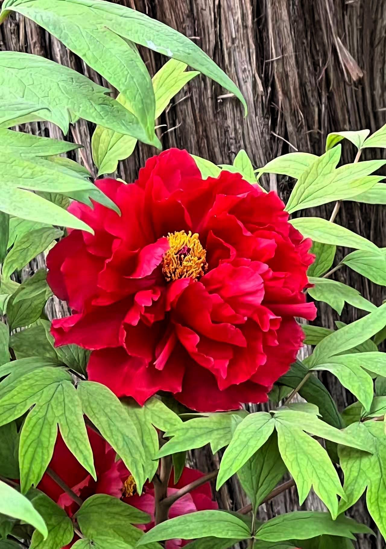 中国摄影圈春日赏花：惊艳的红色牡丹花，绽放在绿叶间，艳丽夺目、美丽动人。晒图笔记