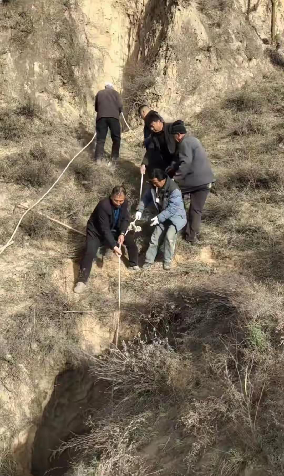 主人发声看到牛主人四天不放弃的救援，真的很动容！这份对生命的珍视、对牲畜的负责，