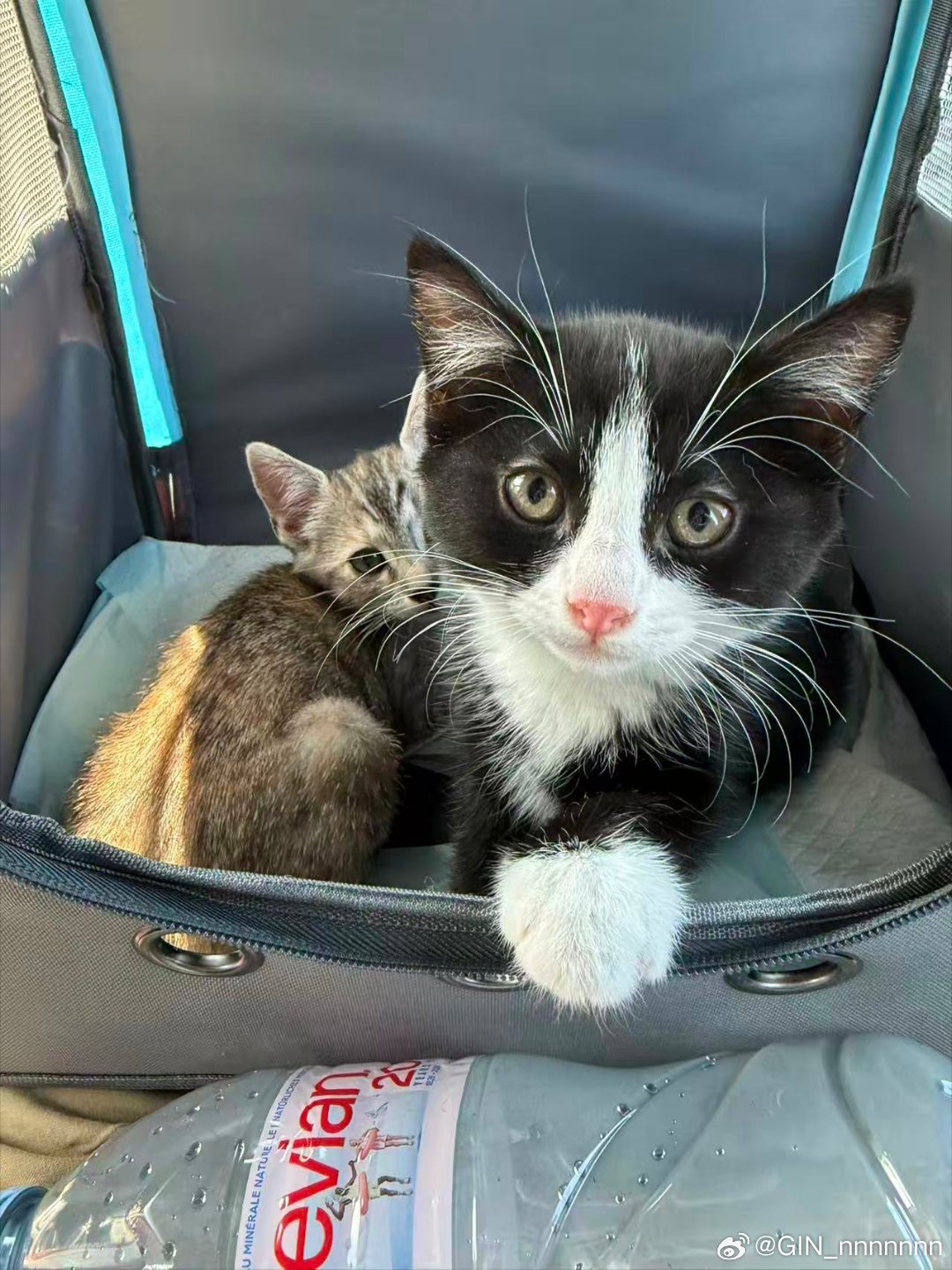小伙伴的猫猫领回家了w~不顾反对强行取名玉玉和悠悠