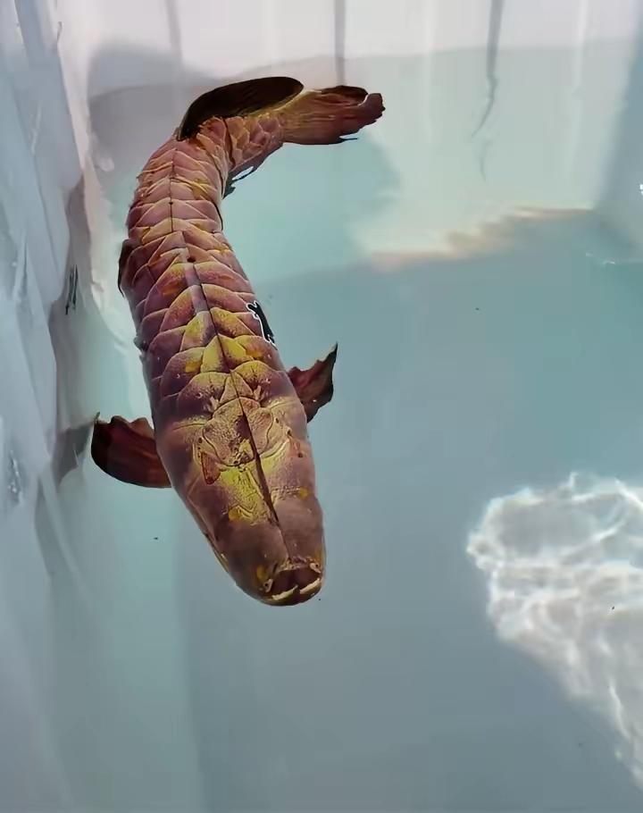 海军节笑话一则：此鱼卖不卖如果卖，我想一定抢着买回家。70厘米10斤多的野生鱼，