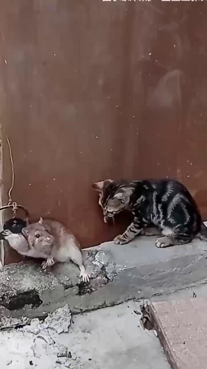 这波操作都看傻了。