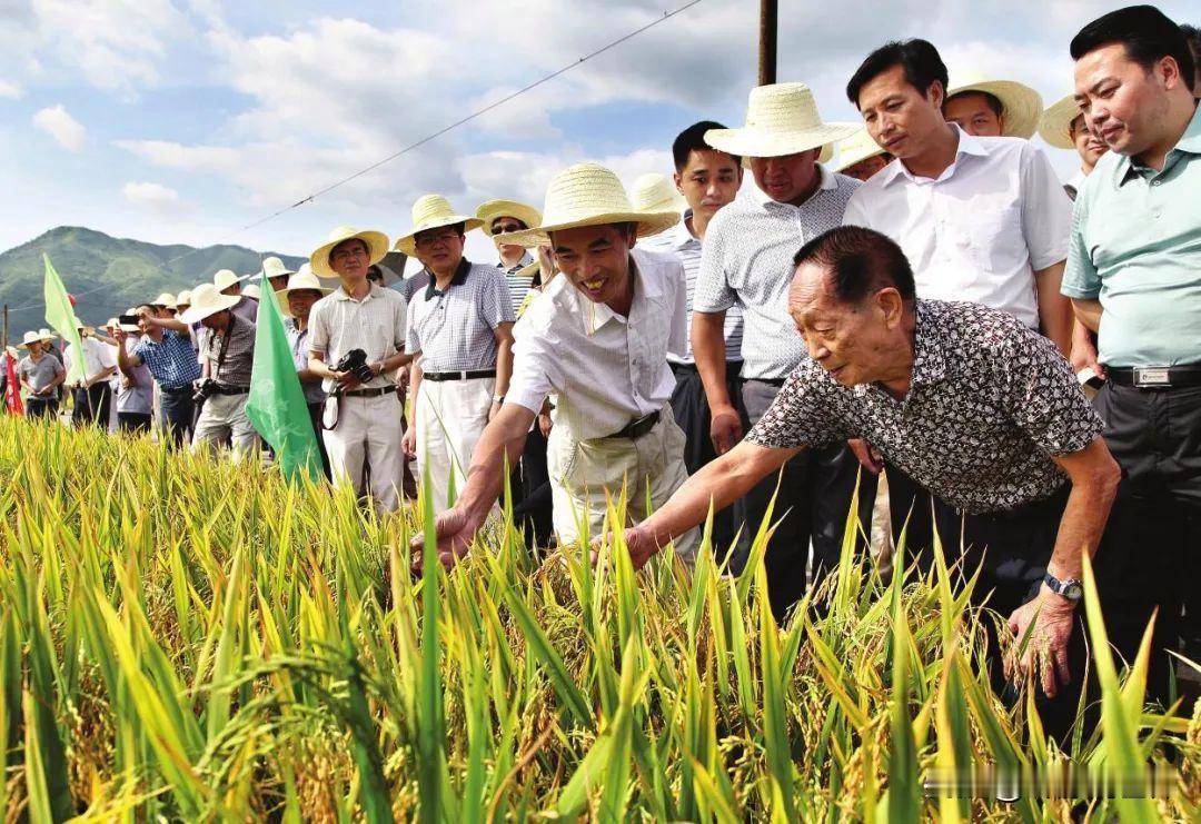 中国人吃饱饭，不应当感谢袁隆平院士吗？
客观地讲，袁隆平培养出杂交水稻，与改革开