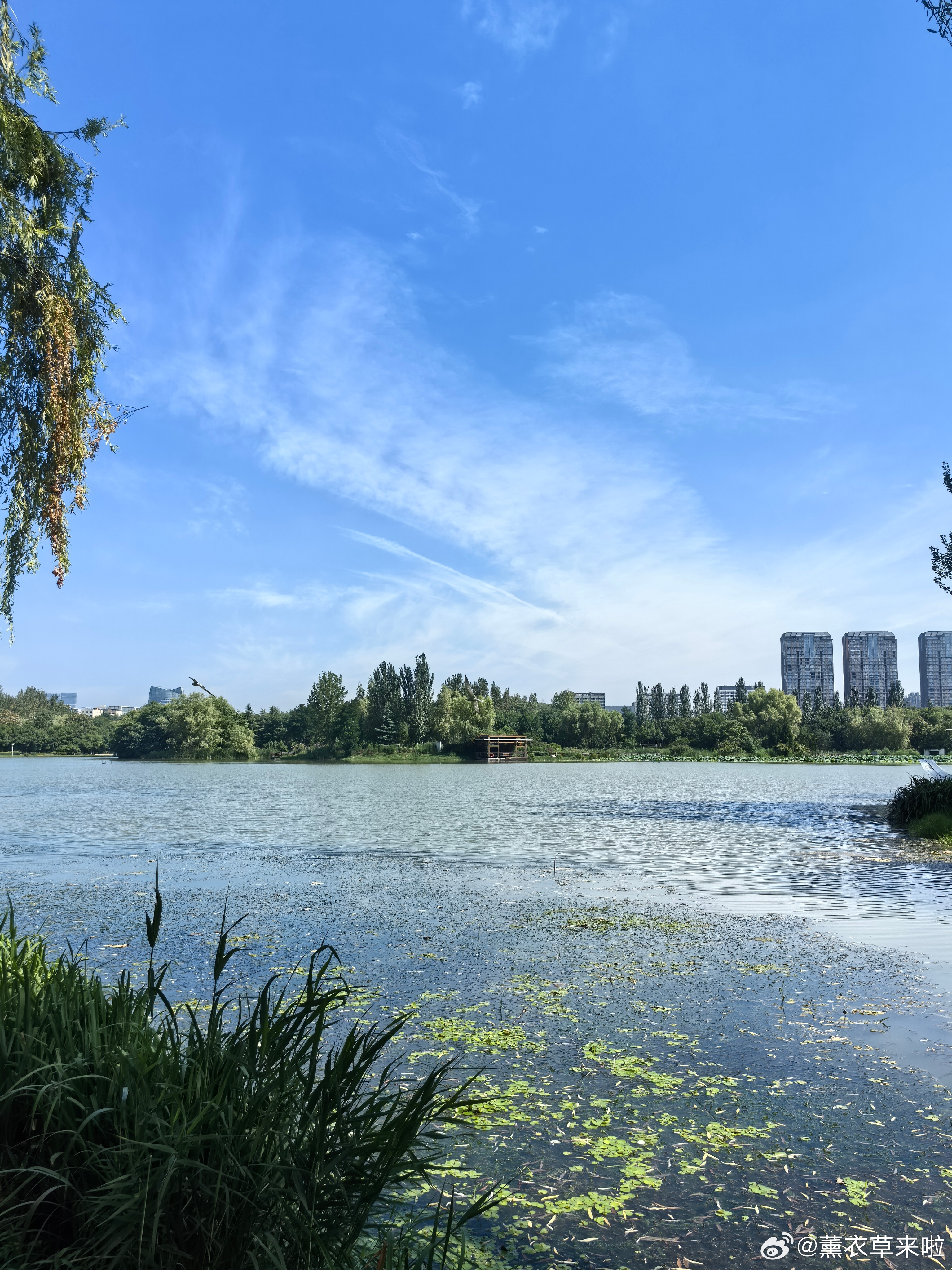 随手拍美景  荣儿的日常 晴空铺卷，流云自在浮游☁️。一池静水隔开喧嚣，草木迎风