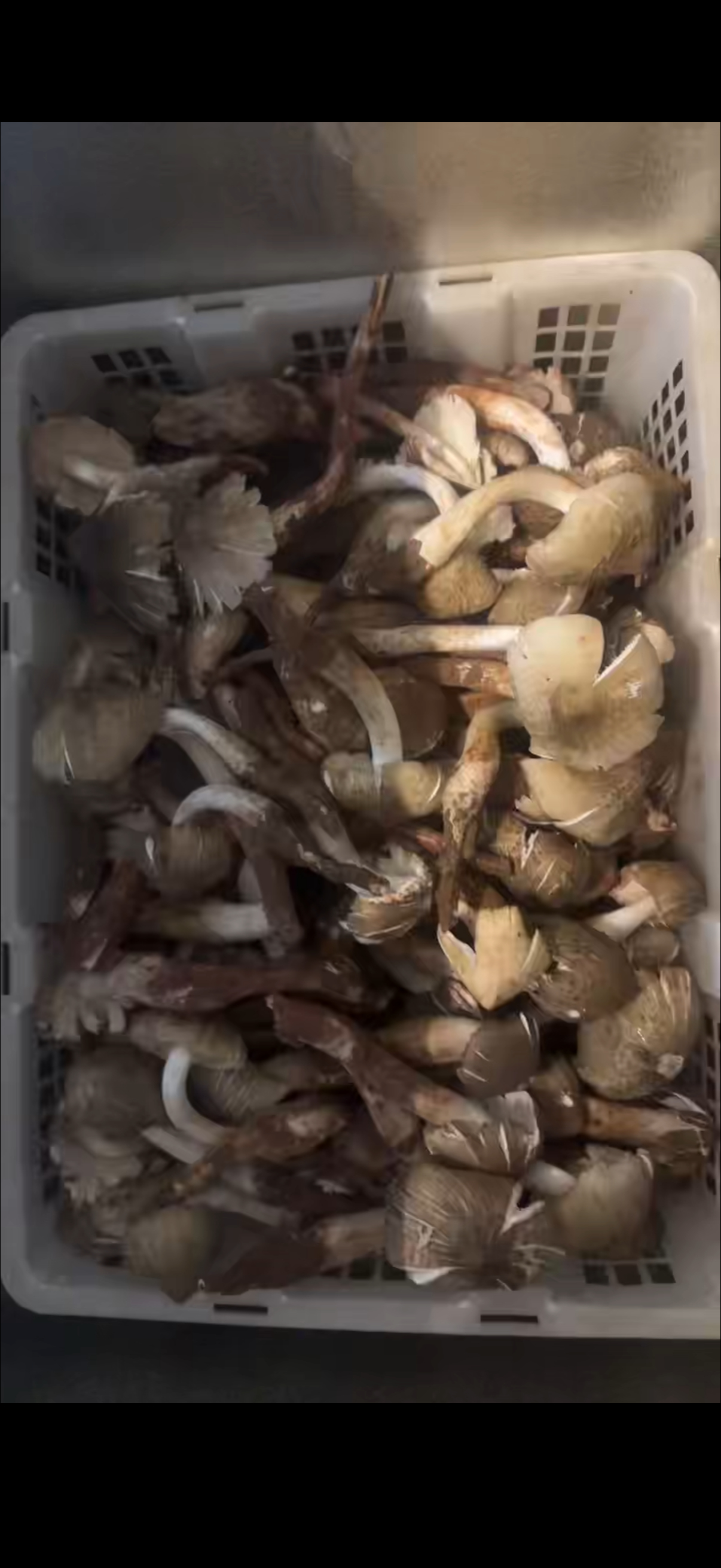 【 breaking news 】各位昨日下单鸡枞的朋友：今天货不好，有点开伞了