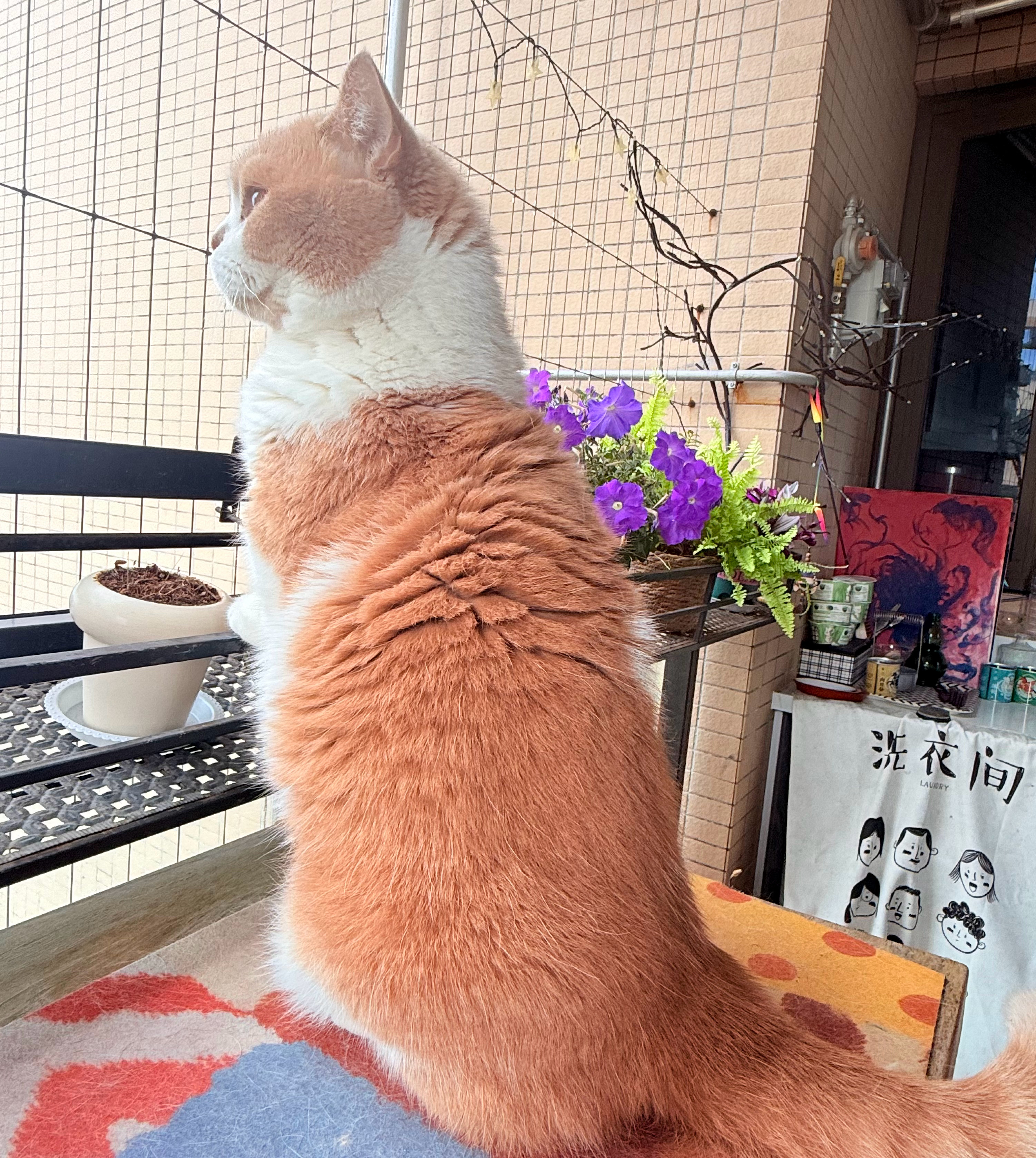 你在望眼欲穿地等谁呀晨曦说