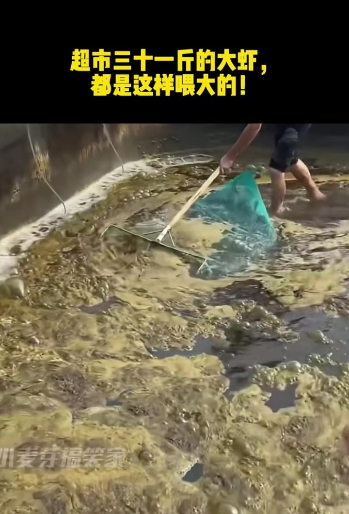 如果你看过养虾现场，你绝对不会吃养的虾！环境差，水质差，饲料差，养虾人为让虾长的