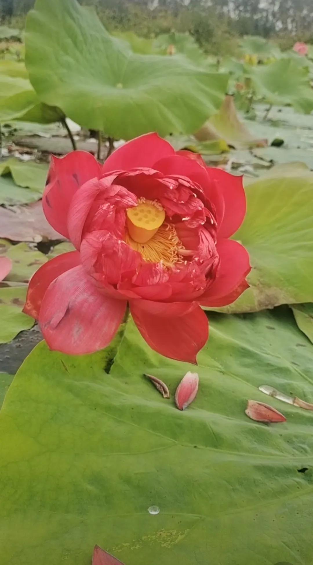 #万能生活指南#生活中充满了各种可能引发焦虑的时刻， 在社交场合中，尤其是面对陌