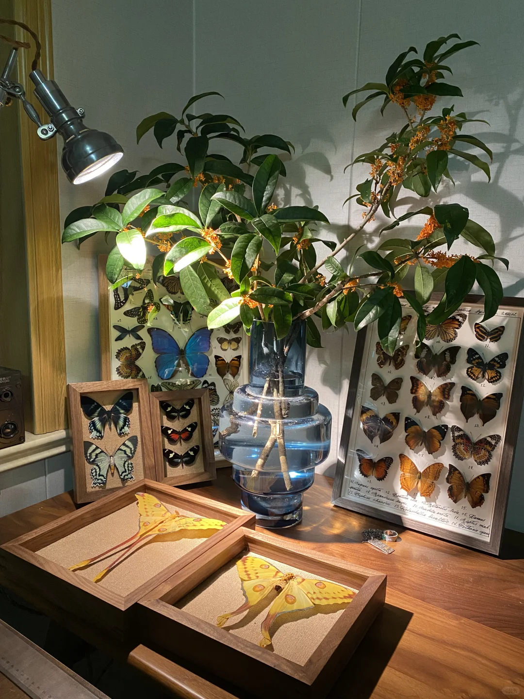 最近的日常：闻着桂花香，做蝴蝶标本