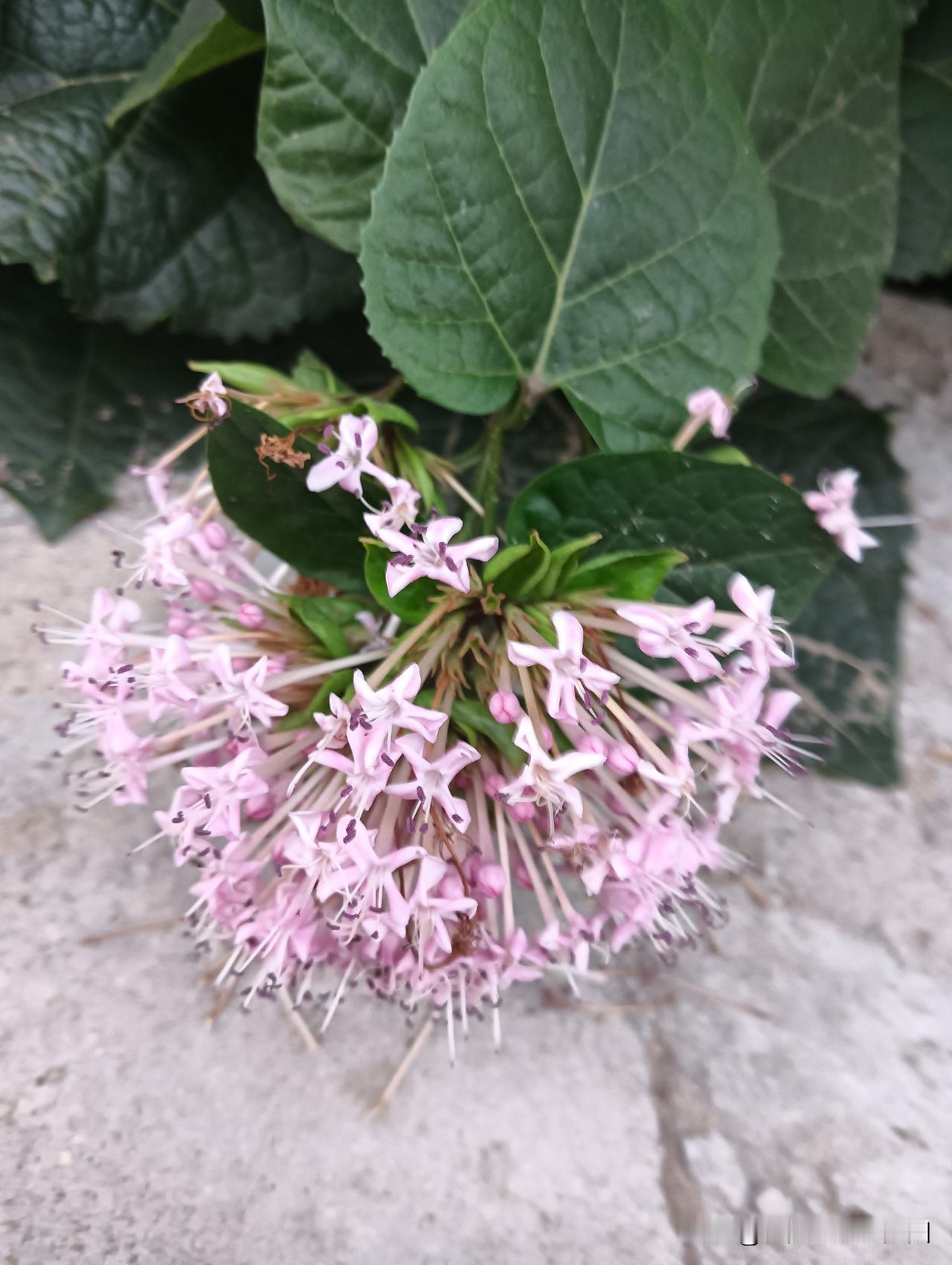 秋日生活打卡季你若盛开，蝴蝶自来！太美了吧，诱球花🌸开！
