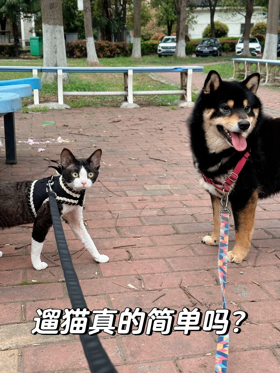 不能忽视的遛猫小细节！！！