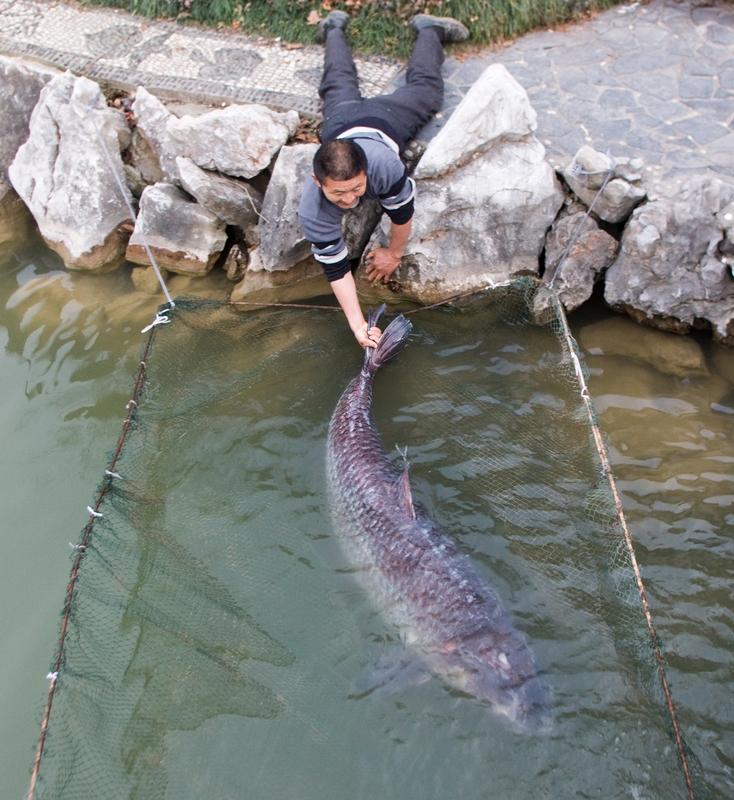 男子钓上105斤大鱼卖了7000元 男子钓105斤大鱼卖7000元
广西柳州一名