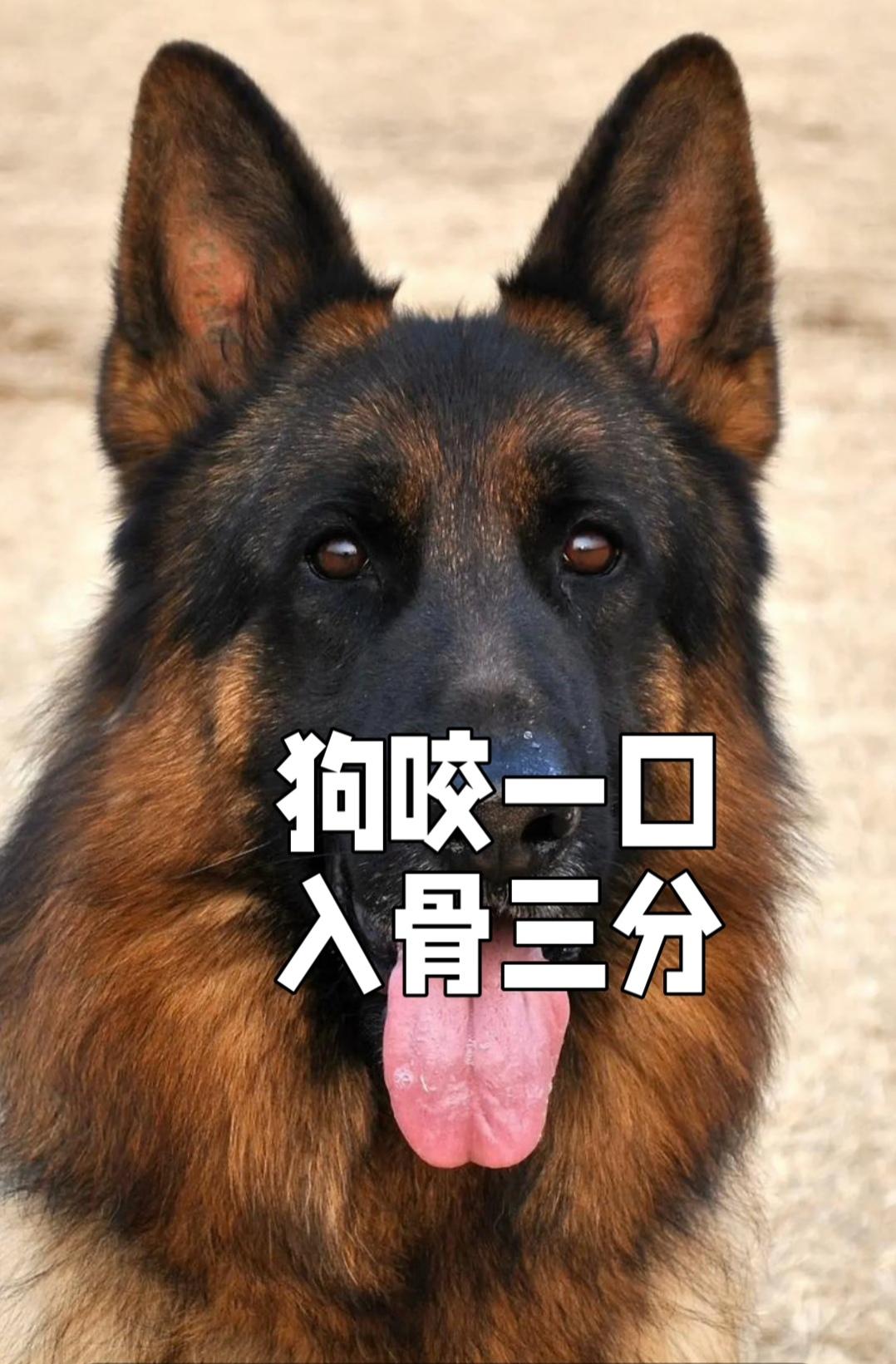 “狗咬一口入骨三分”并非标准谚语，实际应为“贼咬一口，入骨三分”，比喻被恶人诬陷